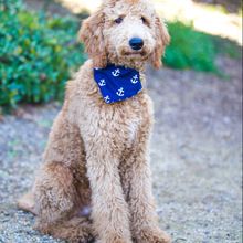 dog bandana