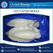 cuttlefish seafood