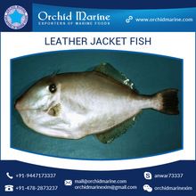 Frozen Leather Jacket Fish