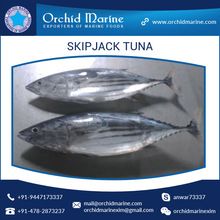 Frozen Seafood Skipjack Tuna