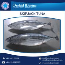 Round Skipjack Tuna