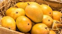 Alphonso Mangoes (Hapus)