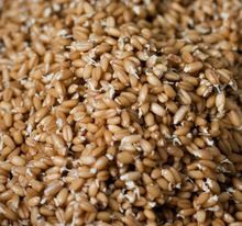 Sprouted Brown Rice