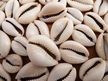 cowrie shell beads