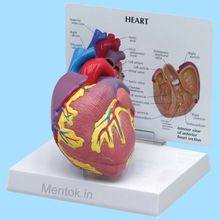 Human Heart Model