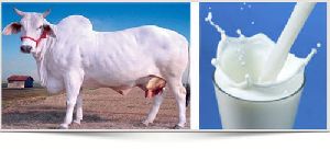 pure cow milk