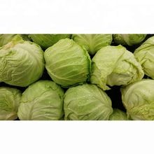 Cabbage