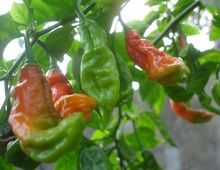 Bhut Jala