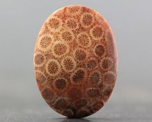 Fossil Coral Wholesale loose gemstone cabochon