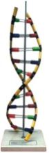 DNA Model Kit