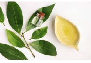 Camphor Essential Oil