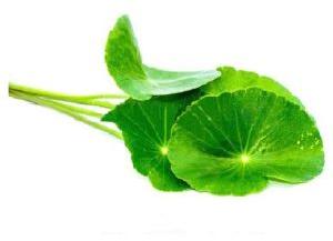 Centella Asiatica Carrier Oil