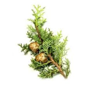 Cypress Essential Oil