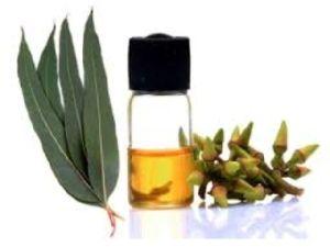 Eucalyptus Essential Oil