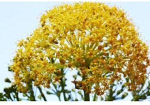 Galbanum Essential Oil