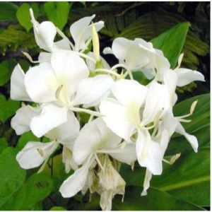 Hedychium Essential Oil