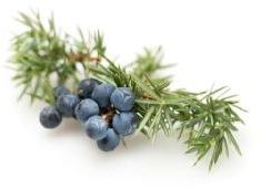 Juniper Berry Essential Oil