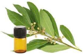 Laurel Leaf Essential Oil