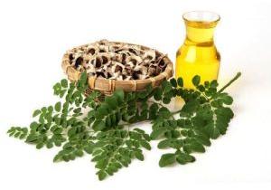 Moringa Carrier Oil