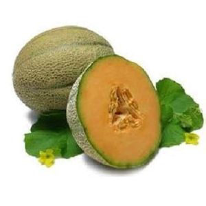 Muskmelon Carrier Oil