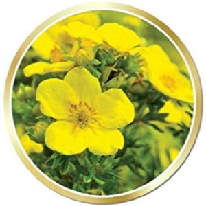 Primrose Carrier Oil