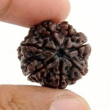 Seven mukhi Rudraksha