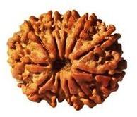 ten mukhi rudraksha