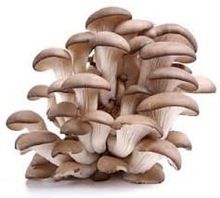 Dried Oyster Mushrooms