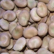 Broad Beans Dried