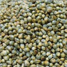 Green Millets