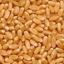 Wheat Grains