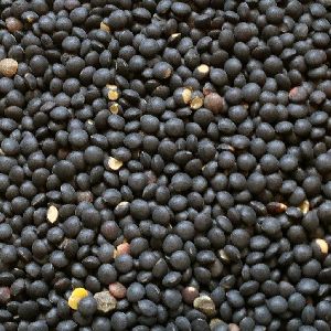 Black Lentils