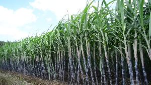 fresh sugarcane