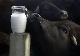 Pure Buffalo Milk