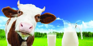 pure cow milk