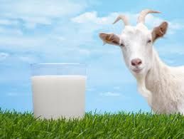 Pure Goat Milk