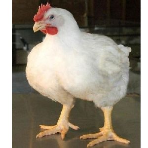 White Poultry Chicken