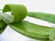 aloevera pulp