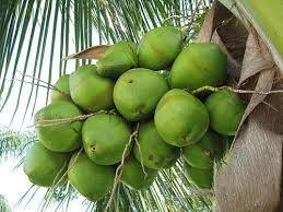 fresh raw coconuts