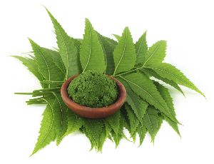 Fresh organic neem leaves and powder