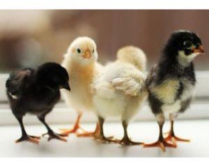 Chicken Dp Day Old Chicks