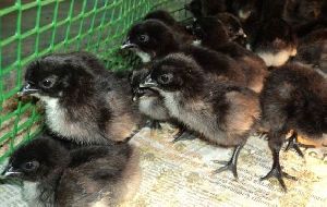 Kadaknath Day old Chicks