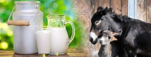 Donkey Milk