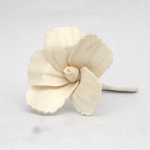 Decorative Hibiscus Sola Flower