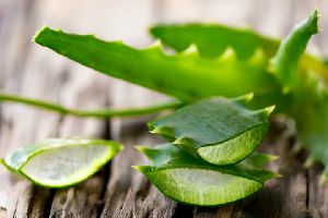 Fresh Aloe Vera Gel