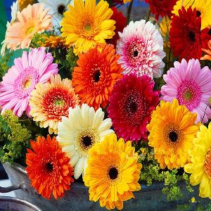 fresh gerbera