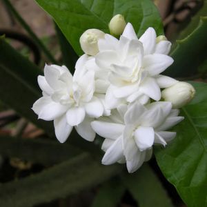 fresh jasmine