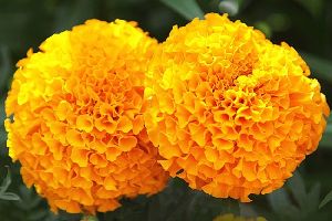 Fresh Marigold