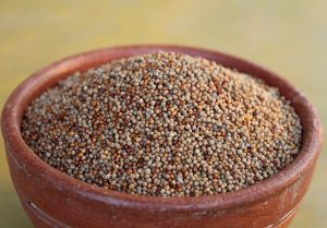 Fresh Millet Seeds