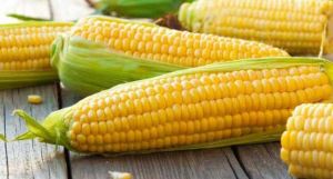 Fresh Yellow Corn